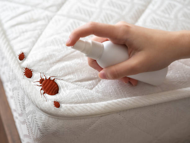 Best Mosquito Control Services  in Etowah, NC